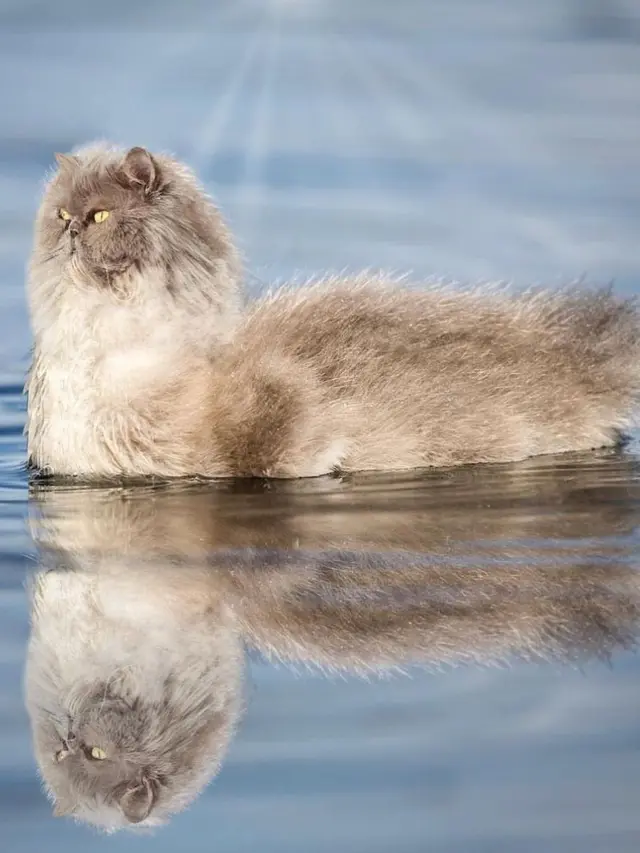 6 Editan Foto Hewan Lain Berkepala Kucing Ini Nyeleneh, Kocak