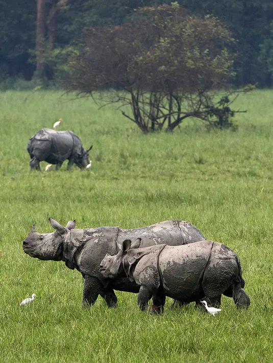 Seekor badak bercula satu bertanduk di sebuah ladang di cagar alam Pobitora, sekitar 60 kilometer di sebelah timur Gauhati, India, (23/5). Tempat ini memiliki populasi padat badak bercula satu di dunia. (AP Photo/Anupam Nath)