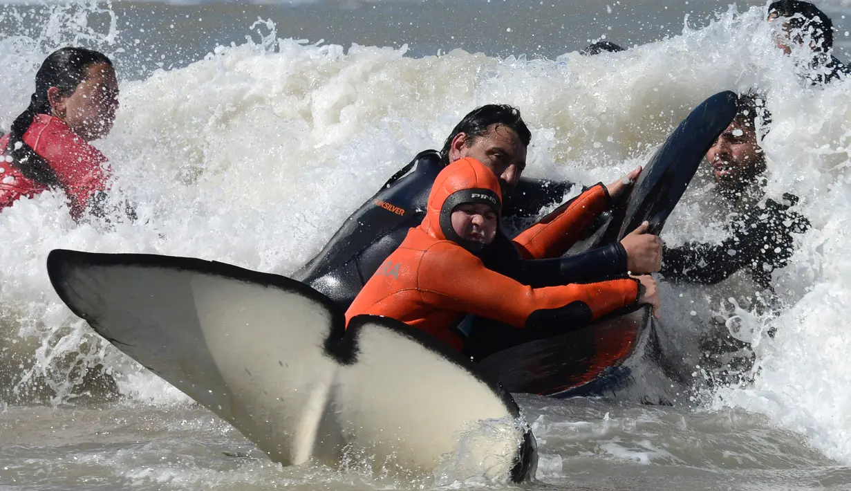Tim penyelamat dan sukarelawan berupaya mengembalikan paus pembunuh ke laut setelah terdampar, di pantai Mar Chiquita, Argentina, Senin (16/9/2019). Sebanyak enam dari tujuh paus pembunuh yang ditemukan terdampar berhasil dikembalikan ke laut, tetapi satu di antara mereka mati. (AP/Marina Devo)
