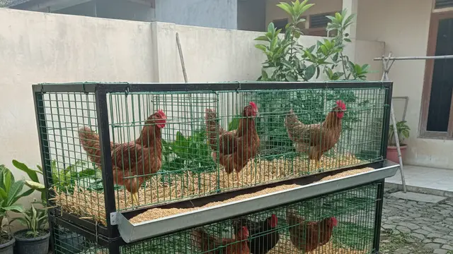 Desain Kandang Ayam Petelur Rumahan Inovatif. AI