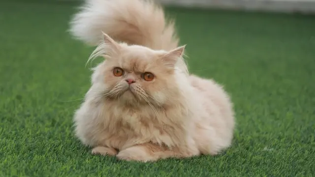 Persian