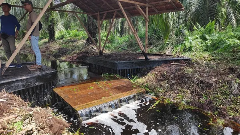 Sekat kanal yang dibangun sebagai upaya restorasi gambut di Riau.