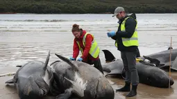 Personel layanan satwa liar negara bagian Tasmania memeriksa bangkai paus pilot, berjumlah hampir 200, setelah mereka ditemukan terdampar pada hari sebelumnya di Macquarie Heads di pantai barat Tasmania, pada 23 September 2022. Hampir 200 paus telah mati di tempat terbuka, pantai yang disapu ombak di pantai barat Tasmania yang terjal, penyelamat Australia hanya dapat menyelamatkan beberapa lusin paus yang selamat pada 22 September. (AFP/Glenn Nicholls)