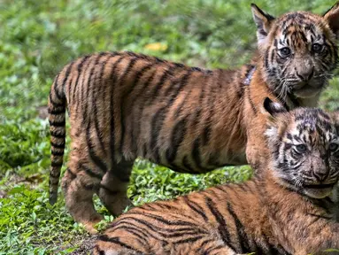 Anak-anak harimau Sumatera (Panthera tigris sumatrae) yang masih berusia sepuluh minggu saat debut mereka di Taman Safari Indonesia II Prigen, Pasuruan, Jawa Timur, Kamis (4/6/2026). (Juni KRISWANTO/AFP)