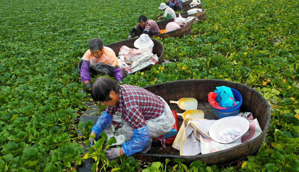 Para petani memanen kastanye air di sebuah telaga di Taizhou, Provinsi Jiangsu, China, Senin (12/7/2021). Kastanye air telah dibudidayakan di China sejak zaman kuno. (STR/AFP)