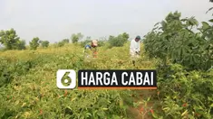 cabai thumbnail