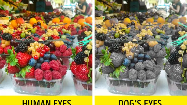 Ketahui 6 Fakta Tak Terduga dari Seekor Anjing