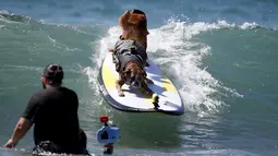 Dua anjing berada diatas papan surfing saat mengikuti Surf Dog Contest Surf City di Huntington Beach, California, Amerika Serikat, (27/9/2015). (REUTERS/Lucy Nicholson)