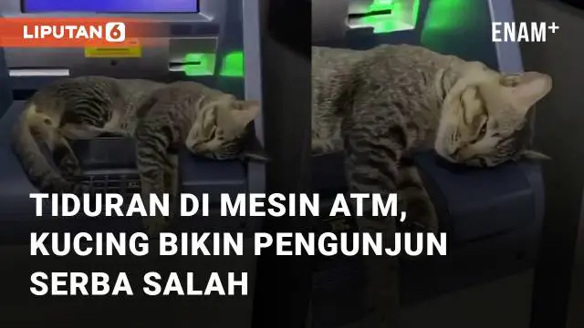 Aksi seekor kucing tiduran di mesin ATM mengundang perhatian