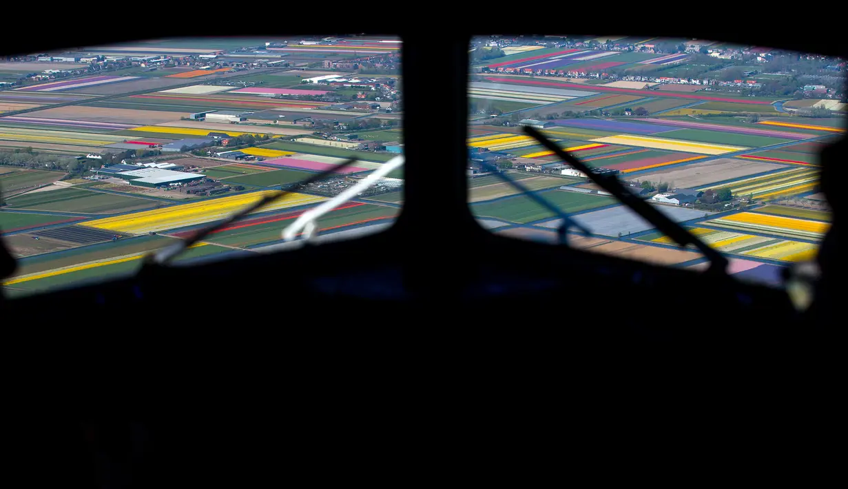 Penampakan ladang bunga tulip De Keukenhof di Lisse, Belanda, Jumat (20/4). Tulip beraneka warna tersebar di lahan seluas 32 hektare. (AP Photo / Peter Dejong)