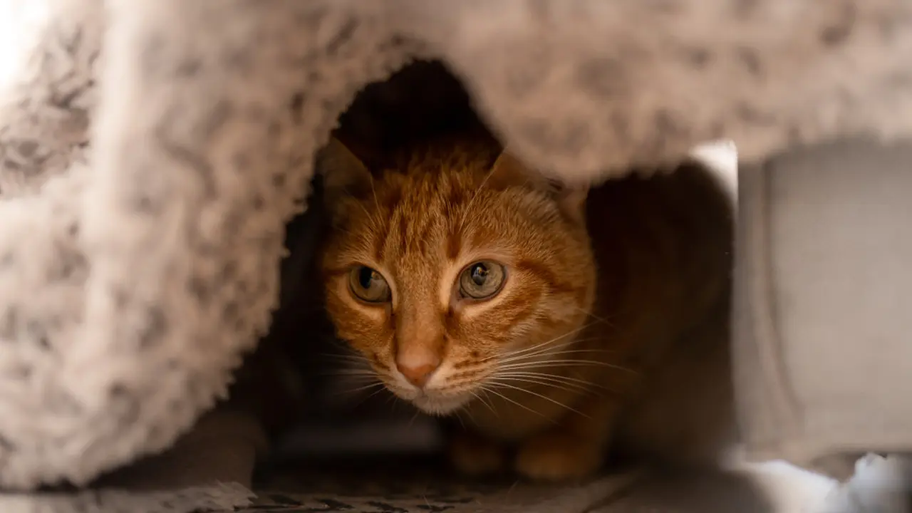 Kucing sembunyi