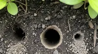 Cara Membedakan Lubang Ular, Tikus, dan Serangga di Kebun Belakang Rumah