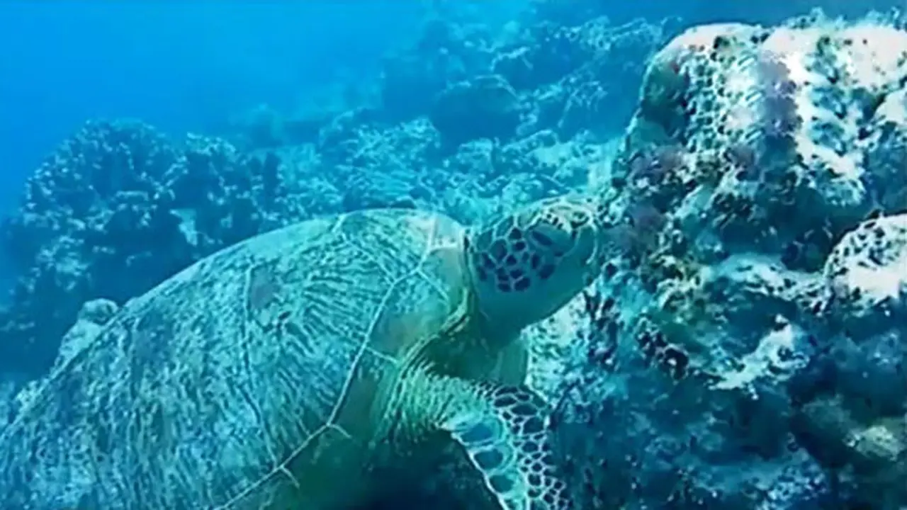 Keindahan Bawah Laut Maratua