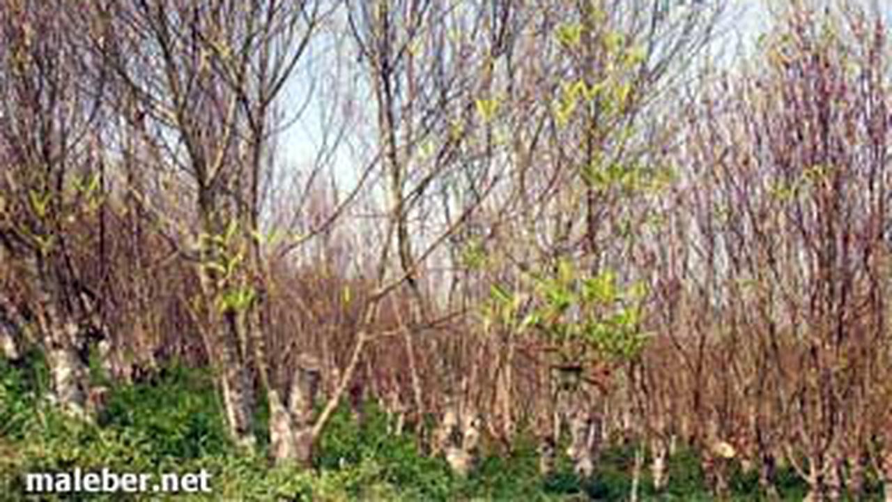 Ribuan Hektar Hutan Kina Ditemukan