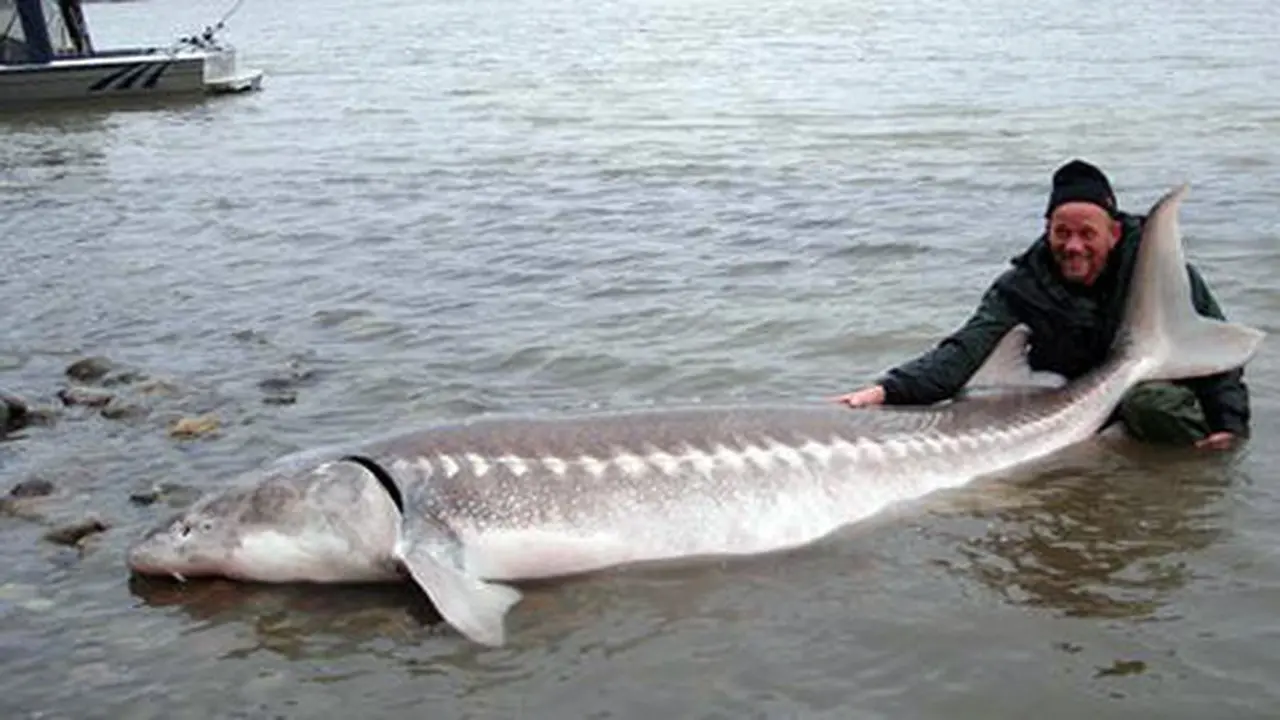 Ikan Sturgeon
