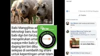 [Cek Fakta] Babi Mangalitsa