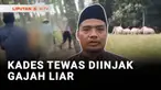 Seorang Kepala Desa di Kabupaten Lampung Timur, Lampung, meninggal dunia akibat diinjak gajah liar. Korban diinjak gajah saat ramai-ramai bersama warga mengusir satwa liar itu yang masuk ke wilayah permukiman.