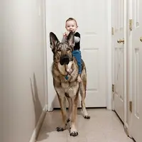 [Bintang] 9 Kisah Anjing yang Punya Rasa Setia Lebih dari Manusia