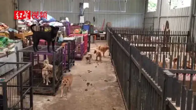 Adopsi 300 Anjing dalam 2 Tahun Terakhir, Bikin Pria Ini Terbelit Utang