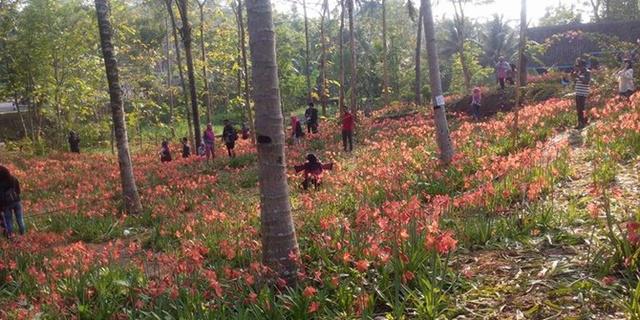 Kebun amarilis yang rusak tahun 2015 | Copyright facebook.com/Novianto Setiawan