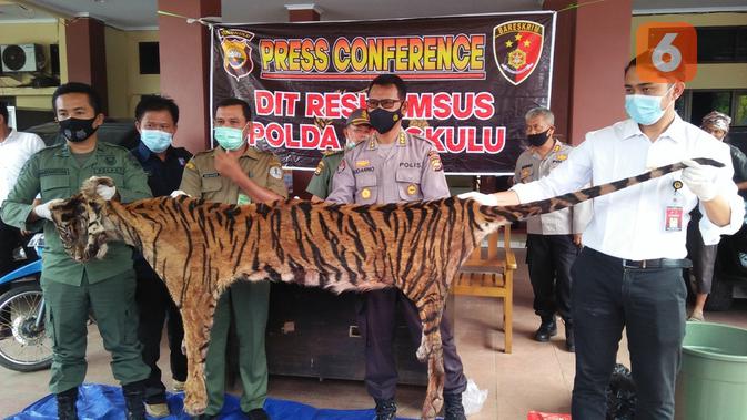 Populasi Harimau Sumatra Makin Mengkhawatirkan - Vimarsana News
