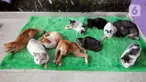 Kucing-kucing disabilitas bersantai di Rumah Blendy untuk Kucing Disabilitas di kawasan Sawangan, Depok, Jawa Barat, Kamis (15/12/2021). Rumah Blendy untuk Kucing Disabilitas menampung sekitar 70 kucing yang cacat dan terlantar. (merdeka.com/Arie Basuki)