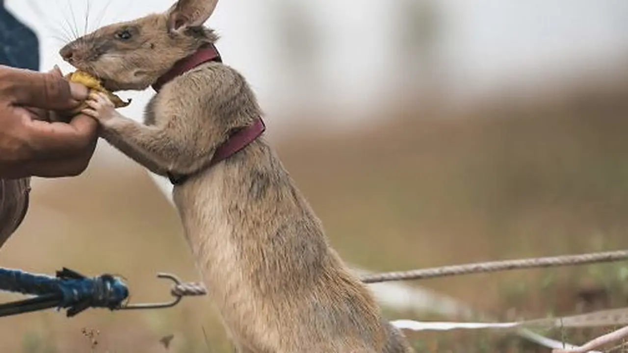 Selamatkan Ribuan Jiwa, Tikus Ini Diberi Penghargaan