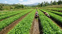 Cara Menanam Kangkung di Lahan Kering: Panen Subur di Pekarangan Rumah