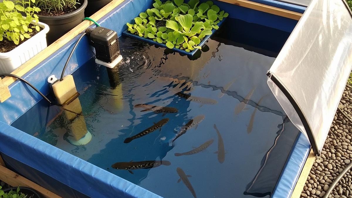 7 Cara Ternak Ikan Gabus di Lahan 1x1 Meter, Hemat Tempat dan Cocok untuk Pemula