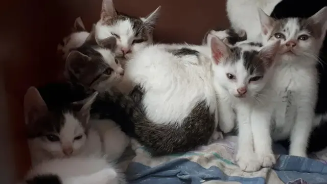 Gemas, Sepasang Kucing Ini Selalu Jaga Anak-Anaknya di Luar Kaca Tempat Penampungan
