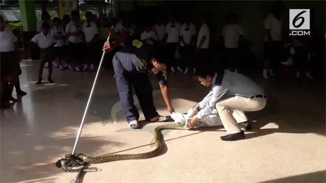 Sejumlah murid di Thailand menemukan ular Piton sepanjang 4 meter di toilet sekolah.