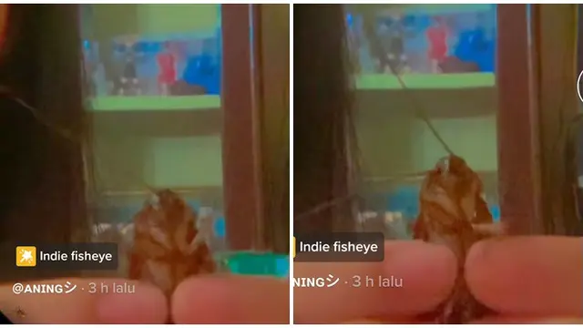 Aksi Wanita Pegang Kecoak Seperti Hewan Kesayangan Ini Bikin Geli