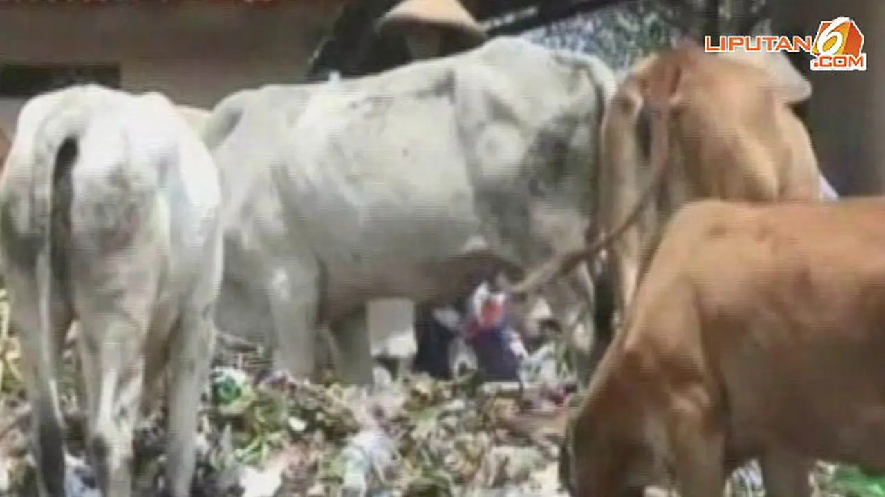 sapi-sampah141013a.jpg