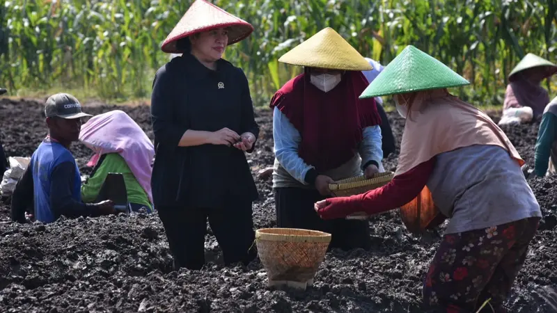 Mencari Solusi Rencana Pencabutan Pupuk Subsidi Untuk Petani