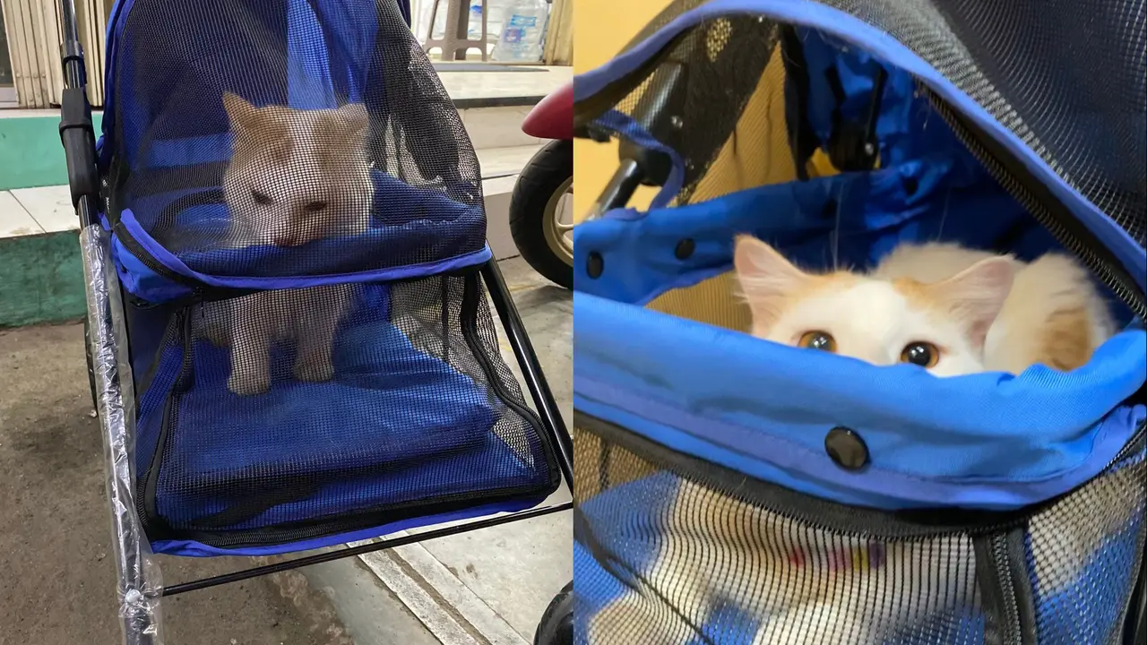 Kucing 1