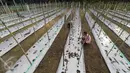 Petani membersihkan rumput di ladang buah ketimun, di area konsesi tanaman kehidupan Desa Pinang Sebatang, Kabupaten  Siak, Riau, Minggu (17/7). Asia Pulp and Paper (APP) membuka kawasan tersebut untuk kesejahteraan masyarakat. (Liputan6.com/Fery Pradolo)