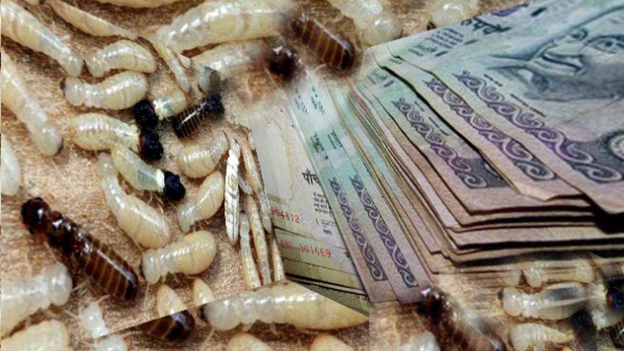 7 Serangan Serangga Paling Menakutkan