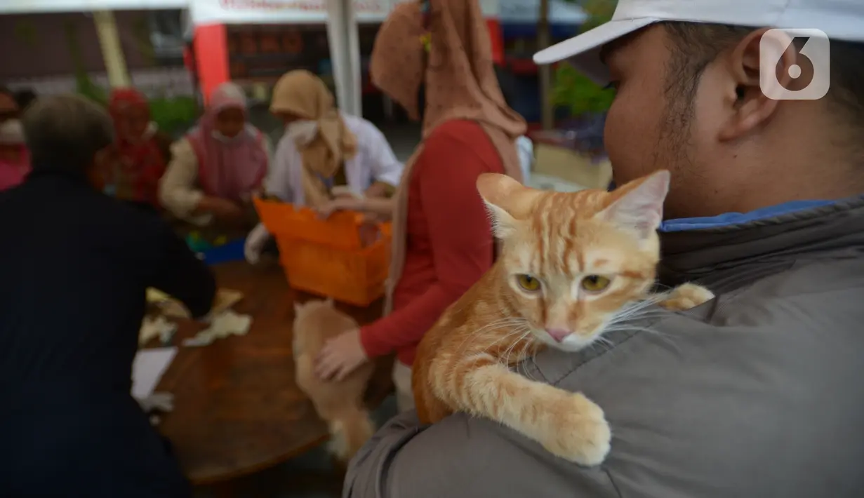 Warga membawa kucing peliharaannya untuk disuntikkan vaksin rabies di Kecamatan Duren Sawit, Jakarta, Selasa (7/6/2022). Vaksin rabies yang diberikan secara gratis ini untuk menghindari dan mengantisipasi penyebaran penyakit rabies kepada hewan peliharaan. (merdeka.com/Imam Buhori)