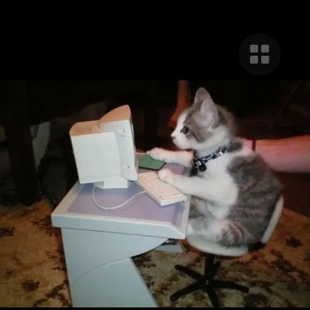 7 Potret Gemas Kalau Kucing Ikut Sekolah Ini Kocak