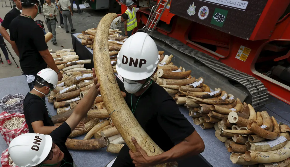 Petugas memegang gading gajah sitaan di Departemen Taman Nasional, Margasatwa dan Konservasi Tanaman, Bangkok, Thailand, Rabu (26/8/2015). Sekitar dua gading gajah dihancurkan dengan cara dibakar . (REUTERS/Chaiwat Subprasom)