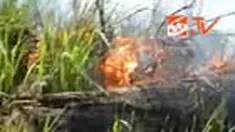Pembakaran hutan yang diduga dilakukan orang-orang tak bertanggung jawab turut merugikan warga. Lahan perkebunan milik warga terkena getahnya. 