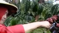 Menikmati Aroma Kopi Suwuk Khas Pasuruan 