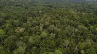 Dibalik rimbunnya hutan belantara ini terdapat sebuah mata air yang tidak berkurang debitnya meski kemarau 7 bulan. Namun hutan ini terancam karena masuk HGU perusahaan perkebunan kelapa sawit.