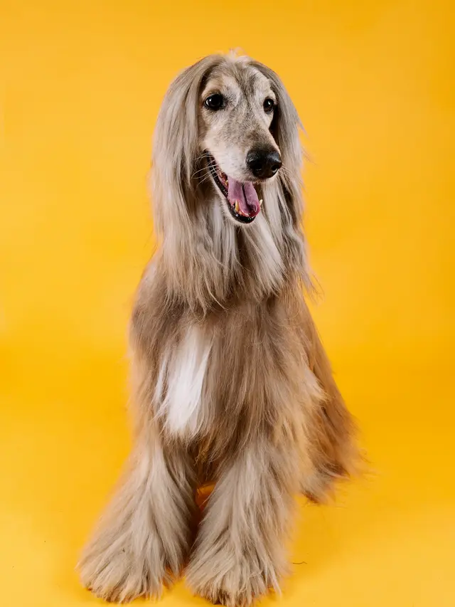 Afghan Hound