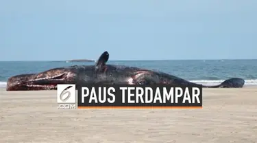 Seekor paus sperma berukuran 17 meter ditemukan mati terdampar di pulau Tanegashima, Jepang. Belum diketahui secara pasti penyebab kematian paus tersebut.