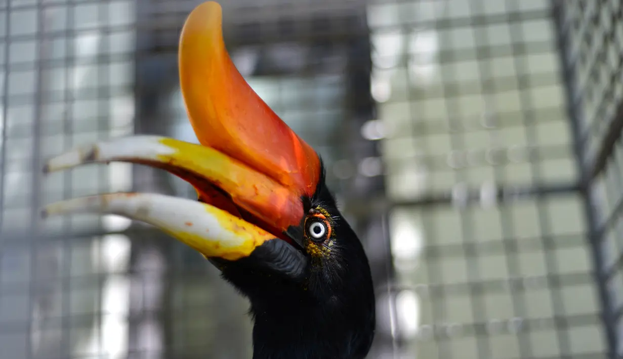 Burung rangkong badak berada dalam kandang perawatan Balai Konservasi Sumber Daya Alam (BKSDA) di Banda Aceh, Selasa (5/11/2019). BKSDA Aceh merawat satwa langka dan dilindungi hasil sitaan dan serahan warga untuk direhabilitasi dan dilepasliarkan kembali ke habitatnya. (CHAIDEER MAHYUDDIN/AFP)