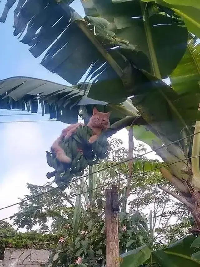 6 Aksi Kucing Santai di Atas Pohon Ini Nyeleneh Pol, Ekspresinya Lucu ...