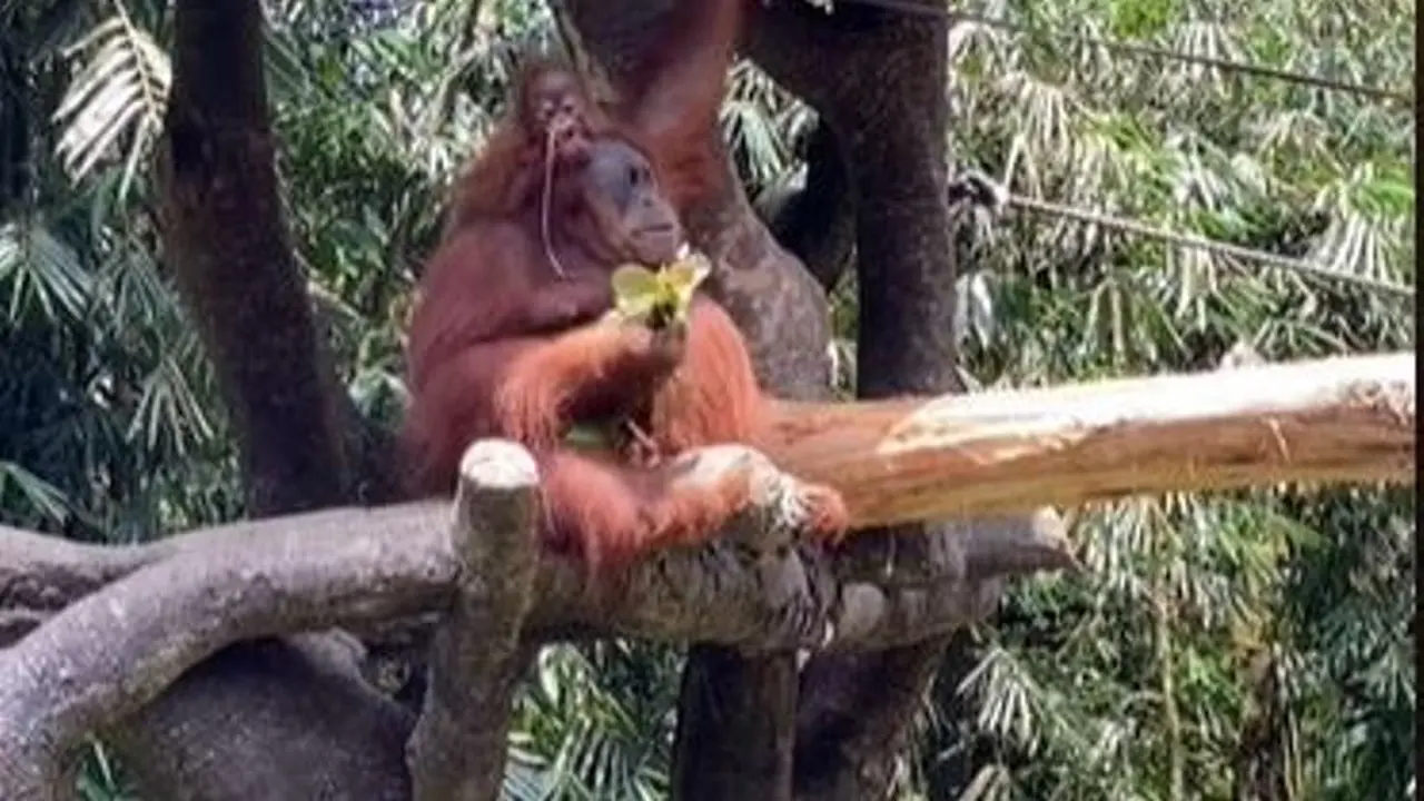 Aksi Lucu Orangutan Pakai Kacamata Hitam yang Jatuh di Kandangnya