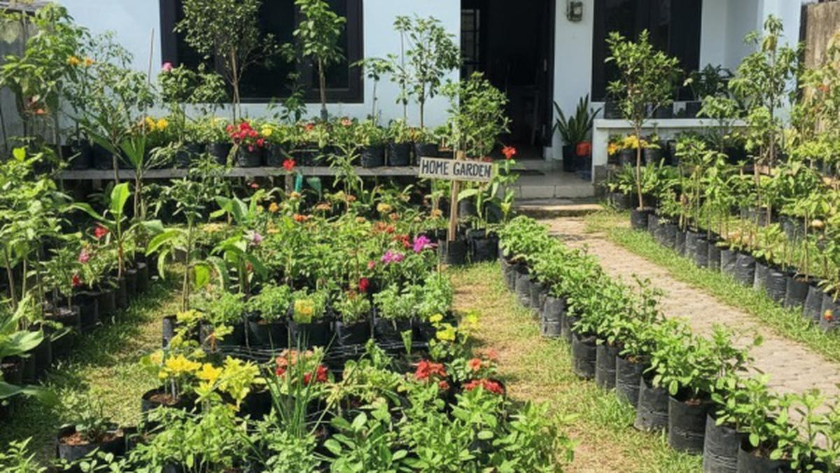 Teknik Pemeliharaan dan Panen Berkelanjutan di Polybag, Pelajari untuk Hasil Optimal