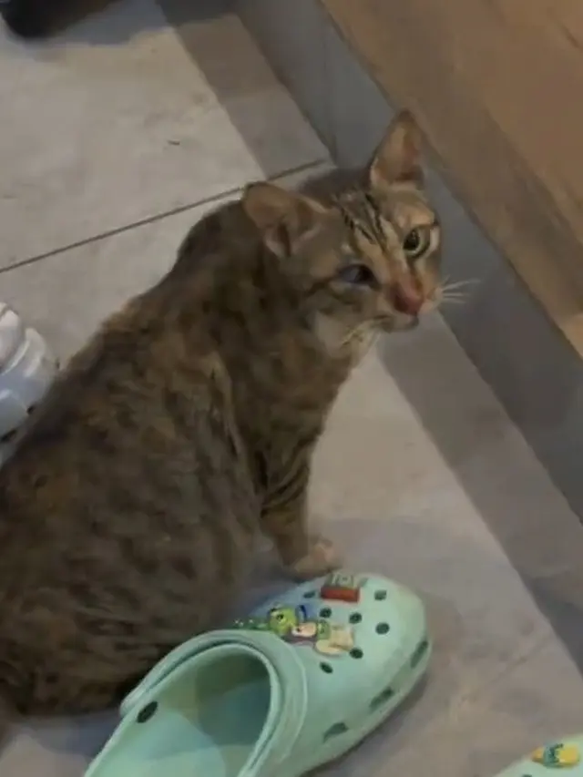 Mengharukan, Denny Sumargo Dihampiri Kucing yang Pernah Ditolong